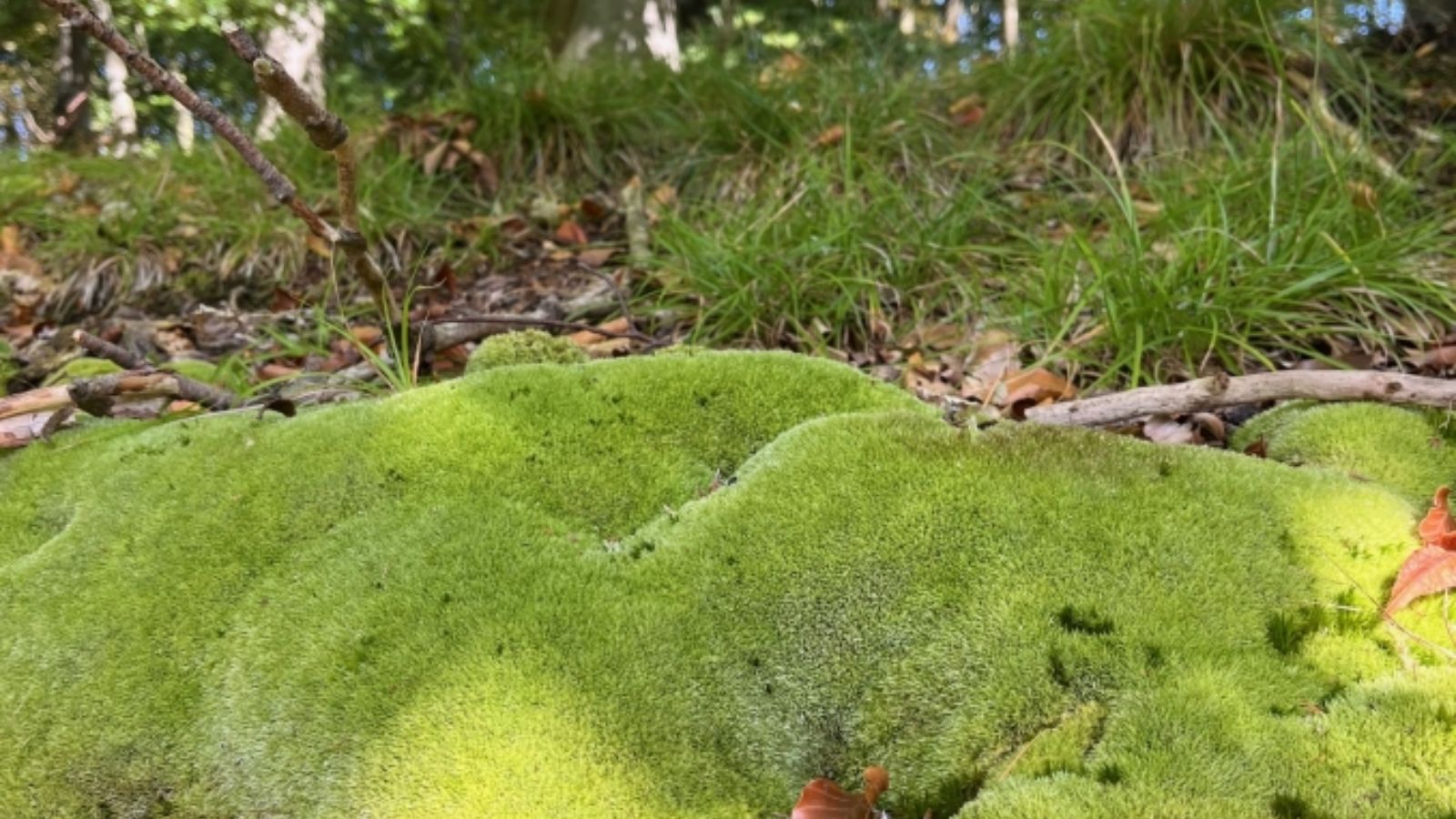 Hellgrünes Moos auf Waldboden