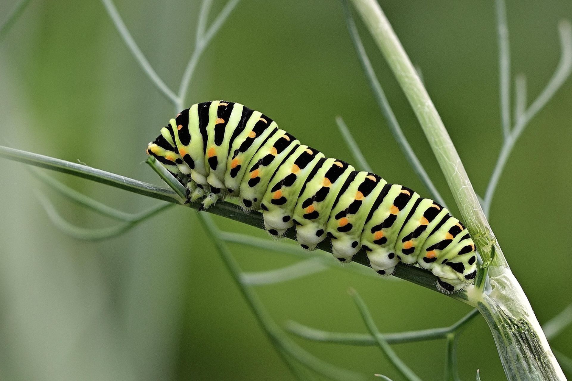 Raupe eines Schwalbenschwanzes