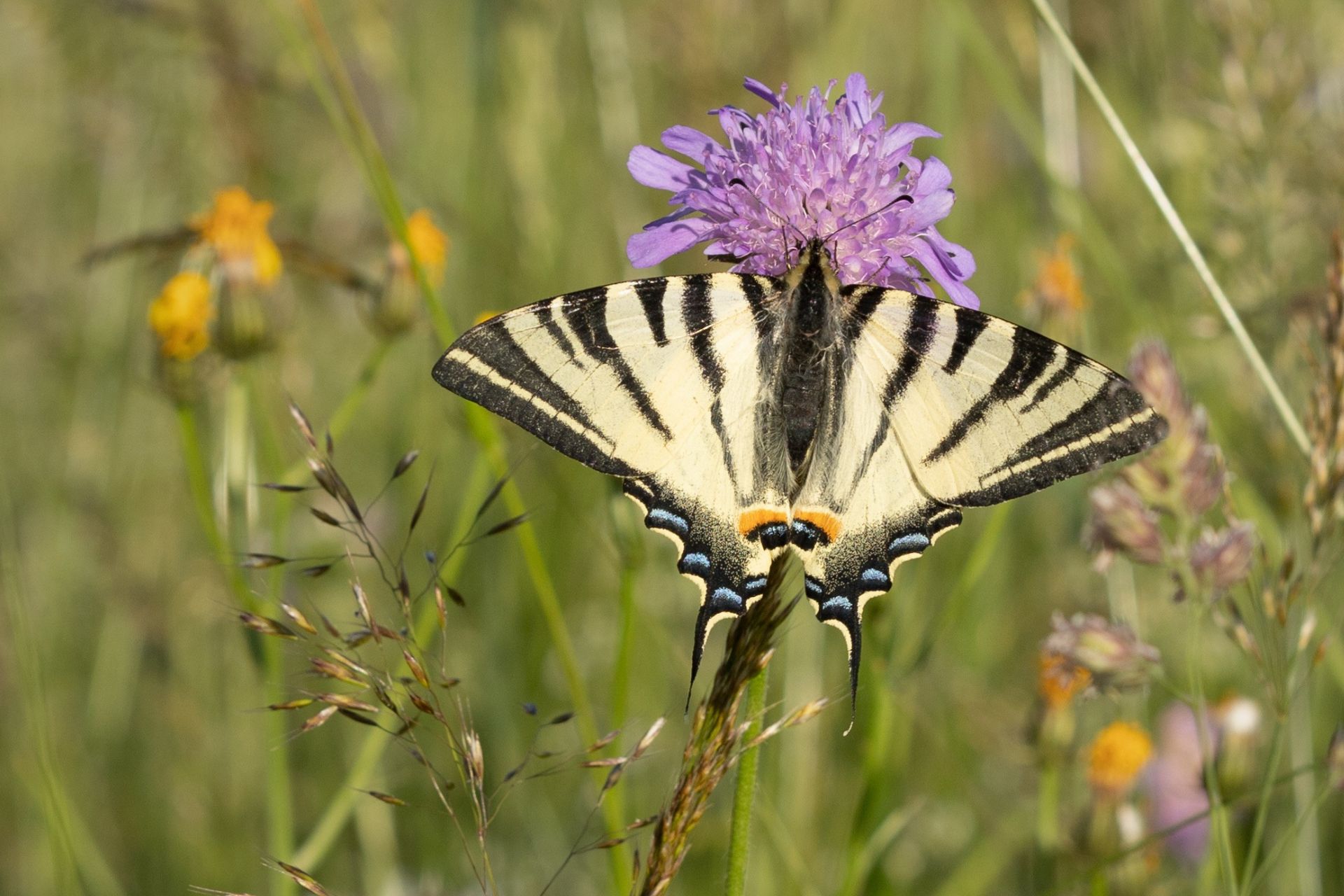 Segelfalter auf einer Blüte