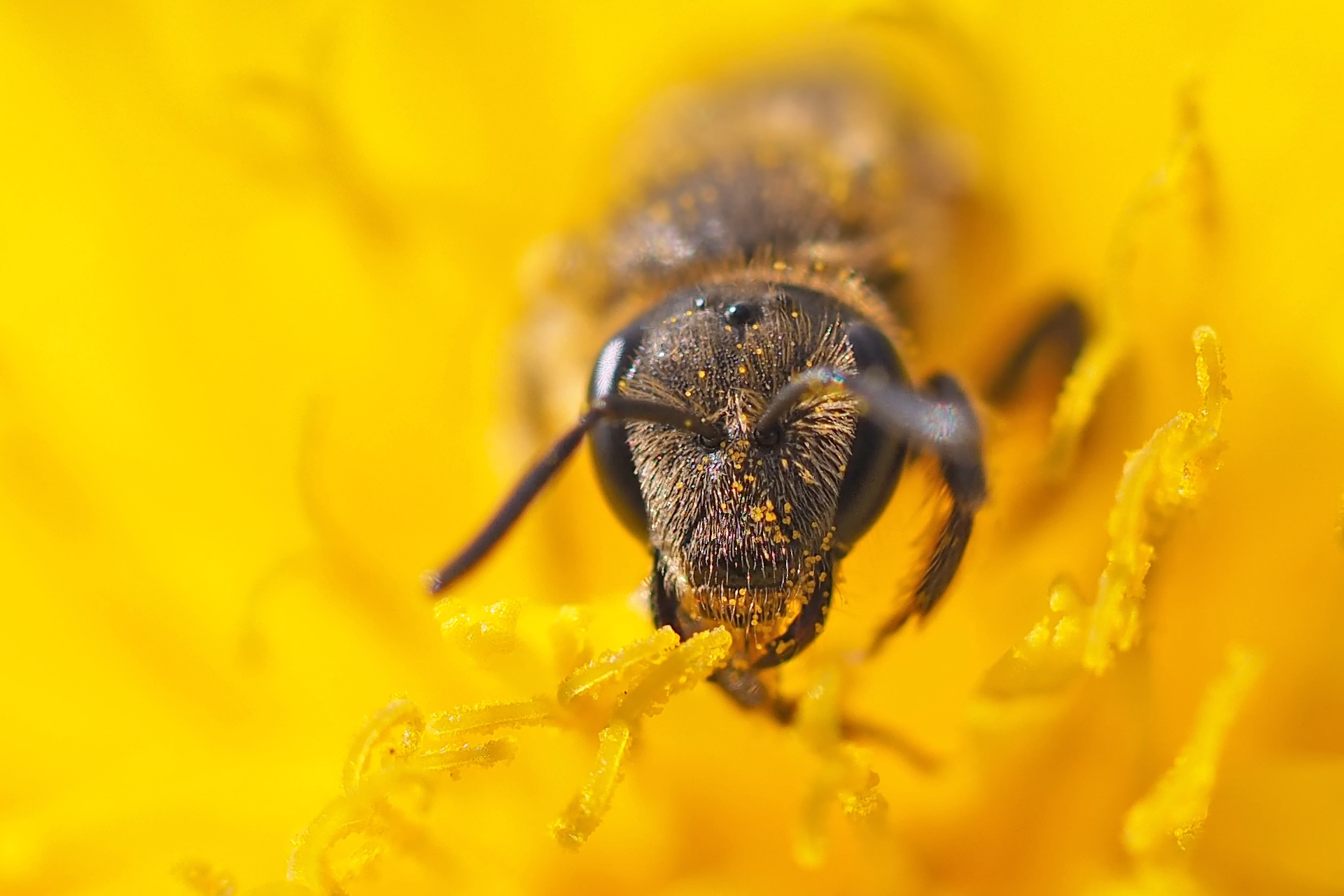 Eine Wildbiene schaut aus einer gelben Blüte