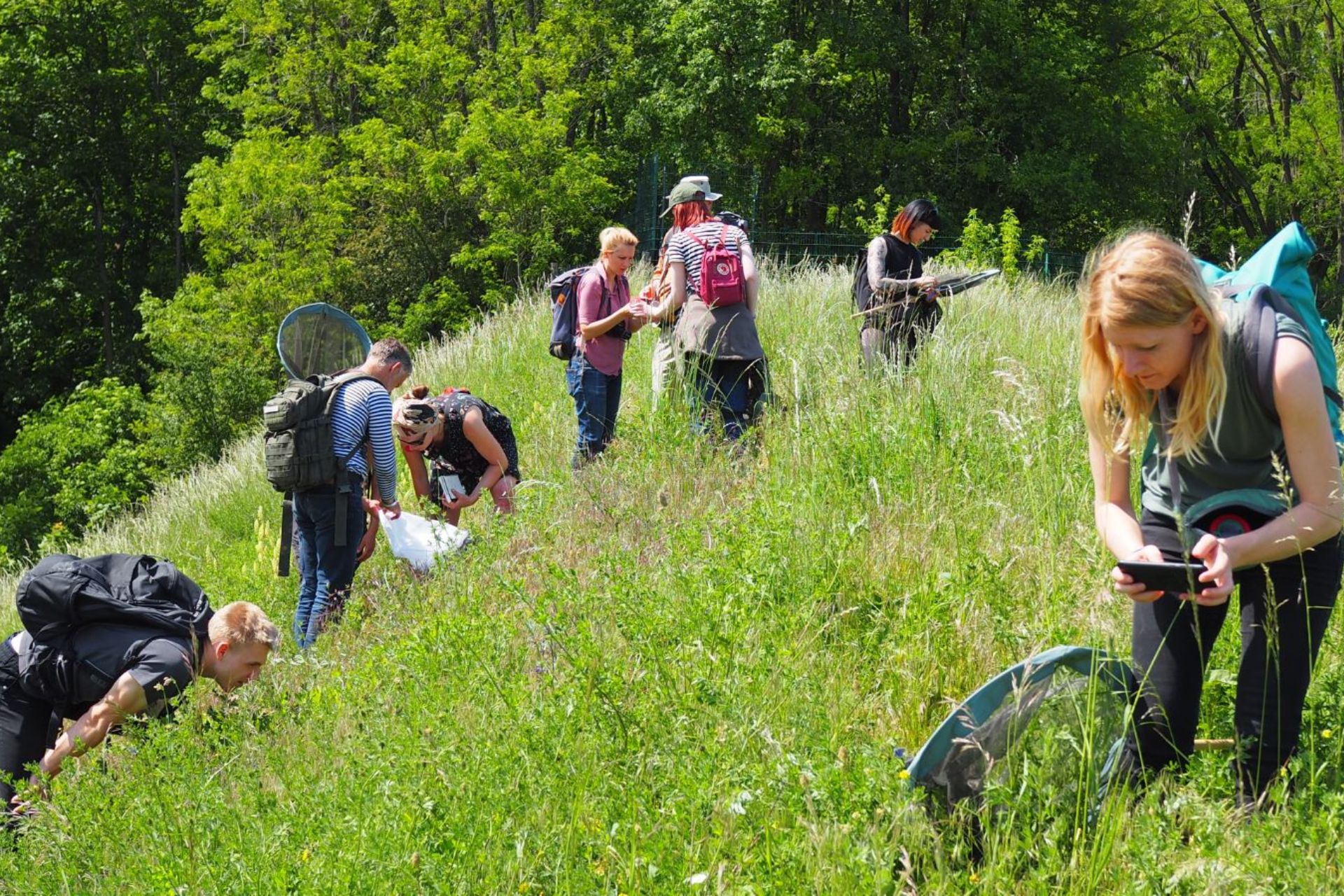 Exkursionsteilnehmende suchen Insekten