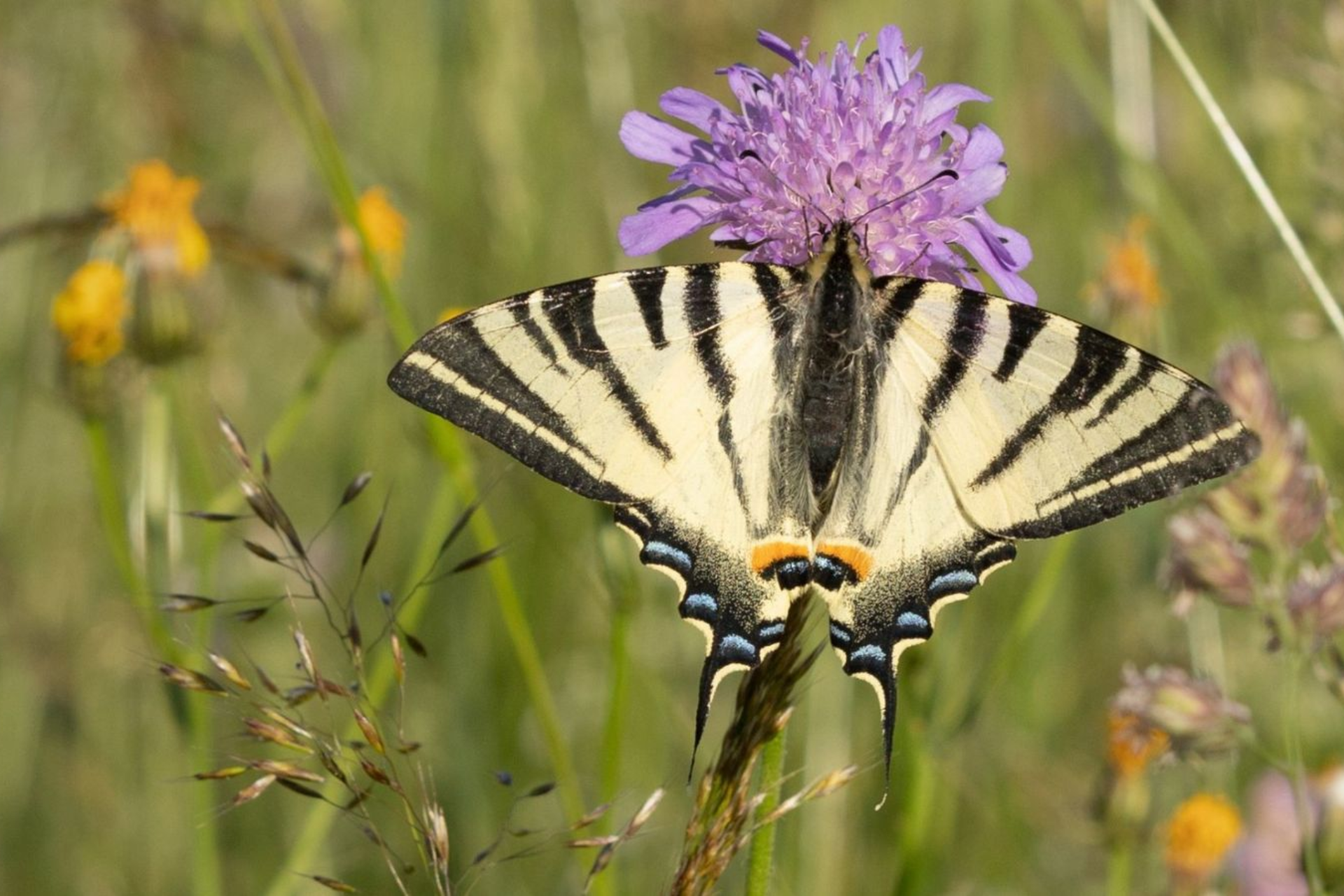Jahresrückblick 2025 Segelfalter auf einer Flockenblume