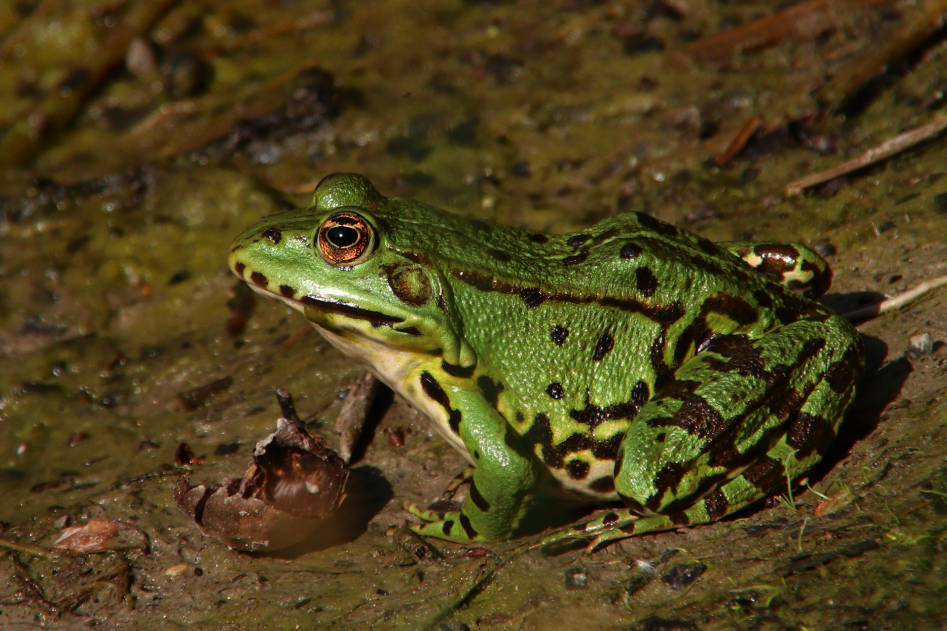 Teichfrosch