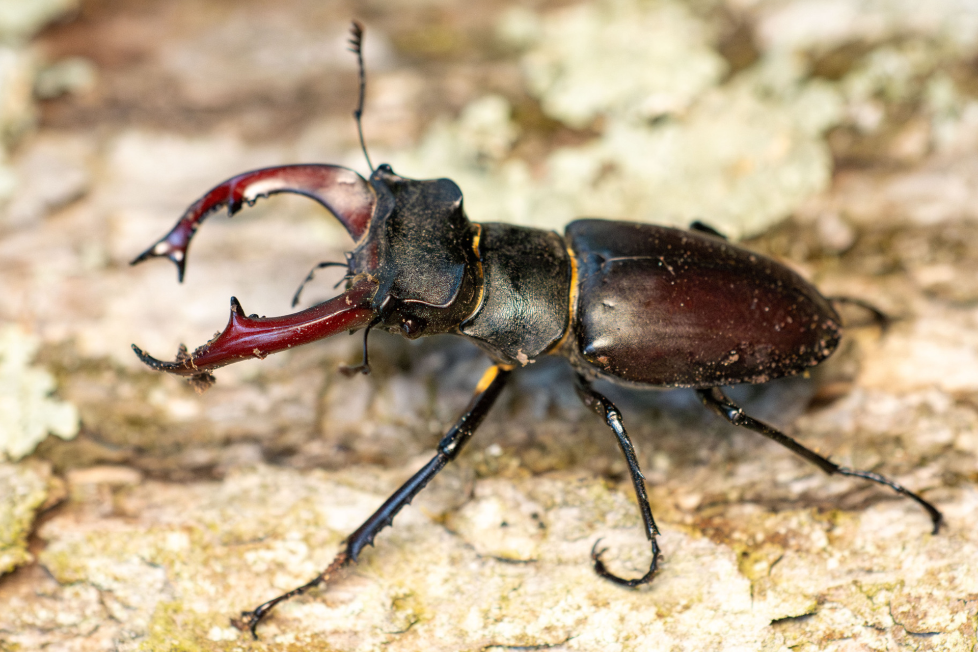 Hirschkäfer