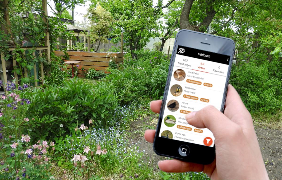 Mit geöffneter ArtenFinder-App im Garten stehend