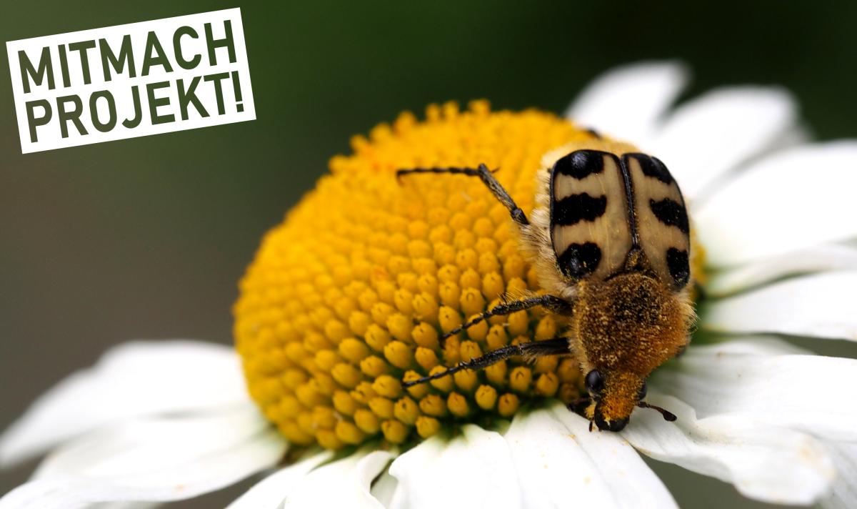 Ein Glattschieniger Pinselkäfer auf sitzt auf einer weißen Blüte