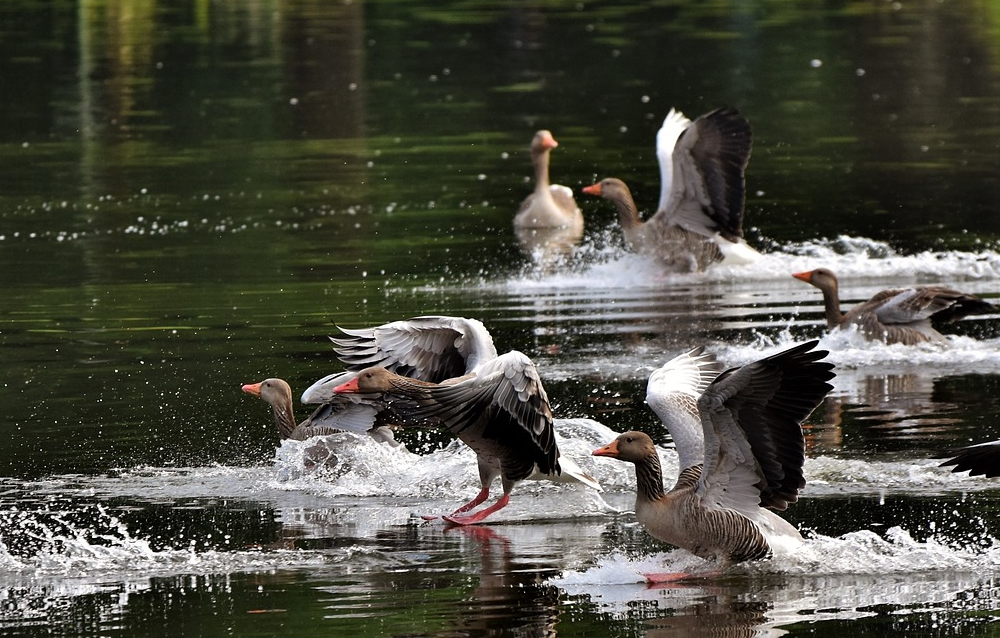 Graugänse landen auf einem See
